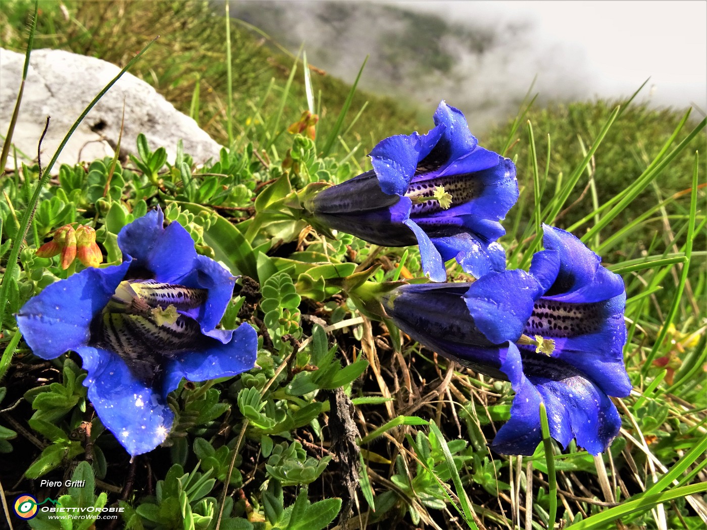 35 Gentiana clusii (Genziana di Clusius) .JPG